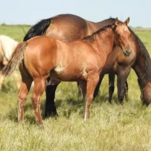 DF EZZY WHISKEY 2026 AQHA RED DUN FILLY