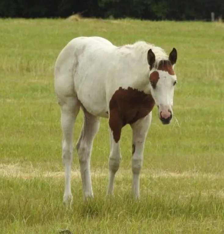 DCF HEARTBREAKER 2026 APHA BUCKSKIN TOVERO FILLY