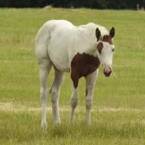 DCF HEARTBREAKER 2026 APHA BUCKSKIN TOVERO FILLY