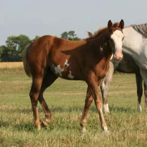 DCF TIME TO CHARM 2026 APHA SORREL OVERO FILLY