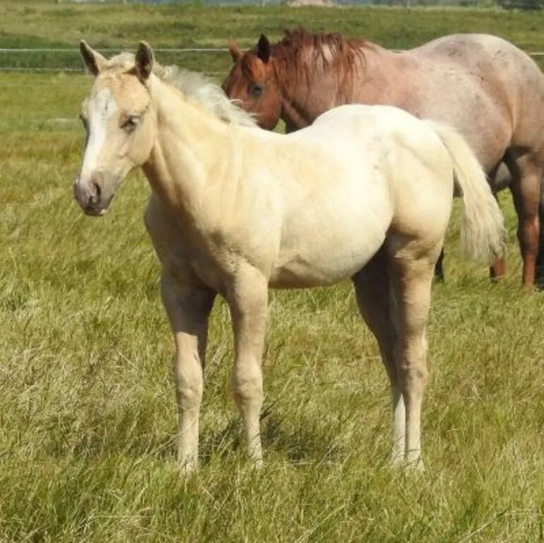 DF FIRE N GOLD 2026 AQHA PALOMINO COLT