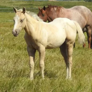 DF FIRE N GOLD 2026 AQHA PALOMINO COLT