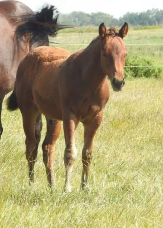 DF FROSTY STING 2026 AQHA BAY COLT