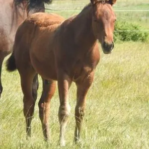 DF FROSTY STING 2026 AQHA BAY COLT