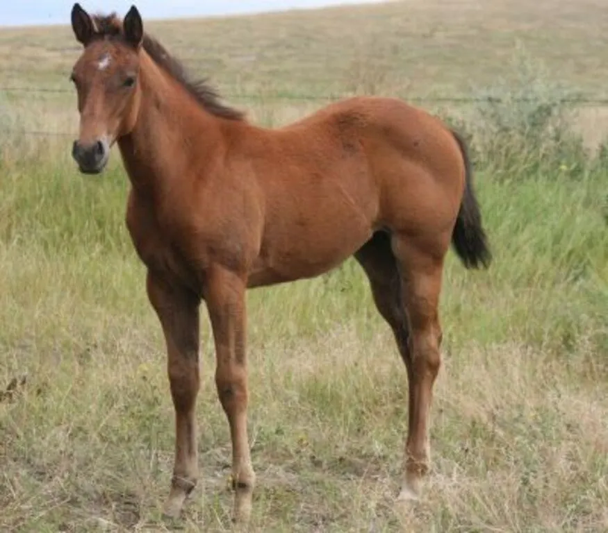 DCF SASSY HICKORY 2026 AQHA BAY FILLY