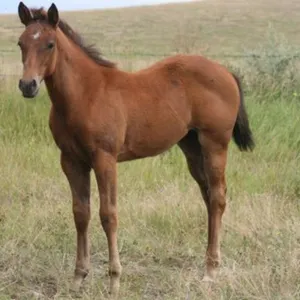 DCF SASSY HICKORY 2026 AQHA BAY FILLY