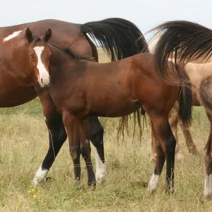 DCF NOT BLUE FOR YOU 2026 APHA BAY COLT