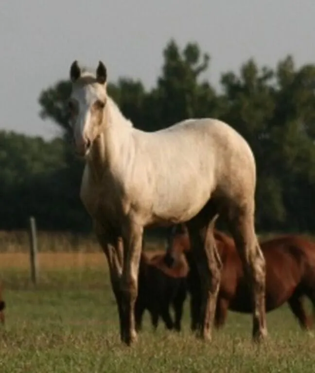 DF SHES HI N STYLE 2026 AQHA PALOMINO FILLY