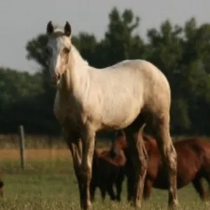 DF SHES HI N STYLE 2026 AQHA PALOMINO FILLY