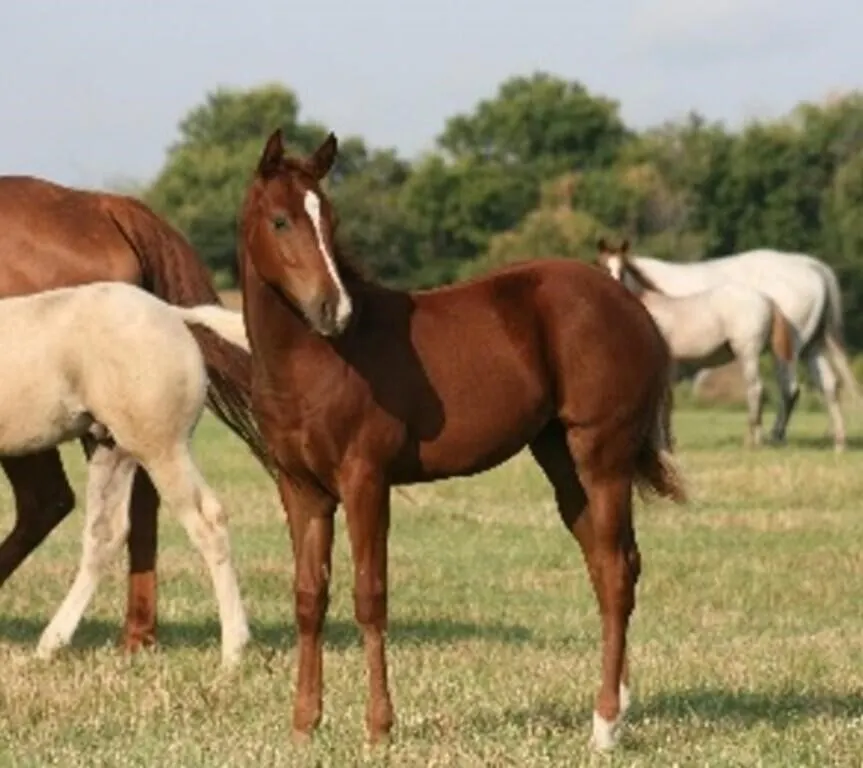DF MISS RED DOC 2026 AQHA SORREL FILLY