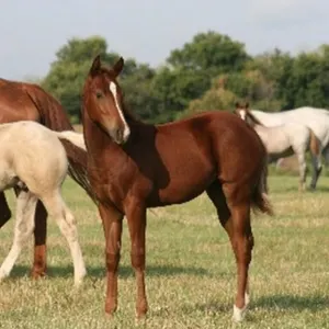 DF MISS RED DOC 2026 AQHA SORREL FILLY