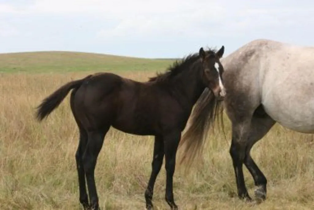 DF PEPTOS HONEY 2026 AQHA GRAY FILLY