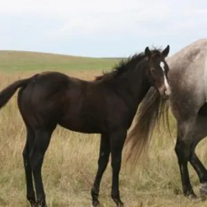 DF PEPTOS HONEY 2026 AQHA GRAY FILLY