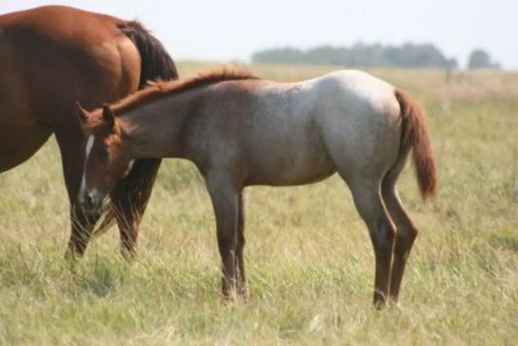 DF REYCE THE FROST 2026 AQHA RED ROAN FILLY