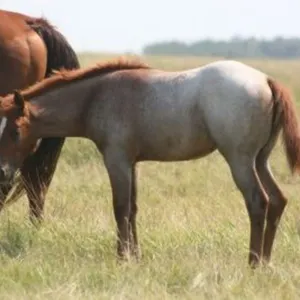 DF REYCE THE FROST 2026 AQHA RED ROAN FILLY