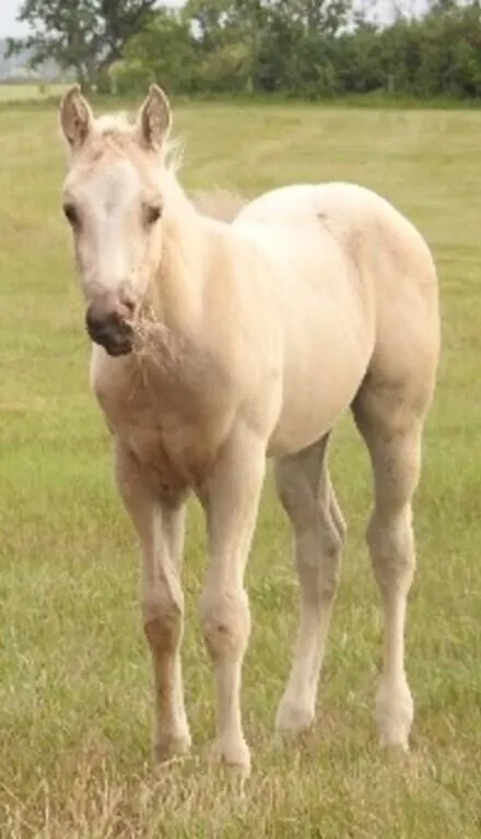 DF A FRENCH DUKE 2026 AQHA PALOMINO COLT