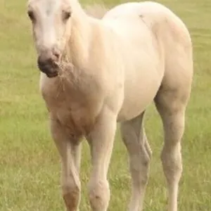DF A FRENCH DUKE 2026 AQHA PALOMINO COLT