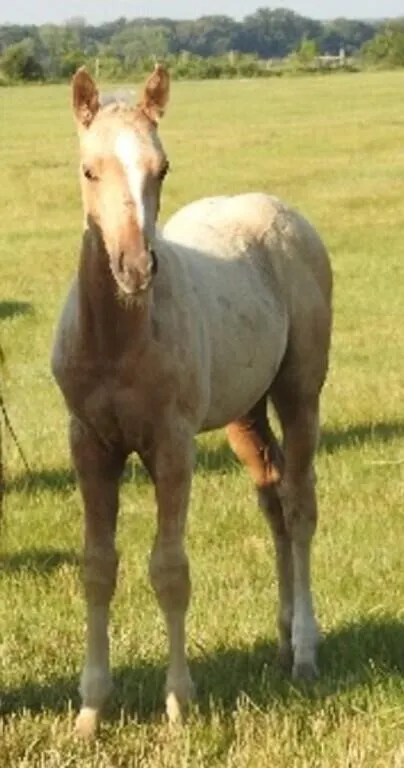 DF ONE FROSTY BULLY 2026 AQHA PALOMINO COLT