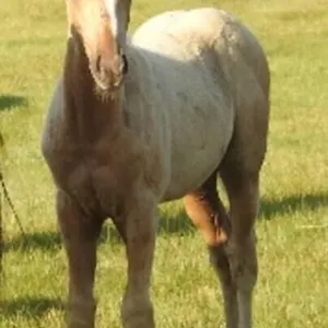 DF ONE FROSTY BULLY 2026 AQHA PALOMINO COLT