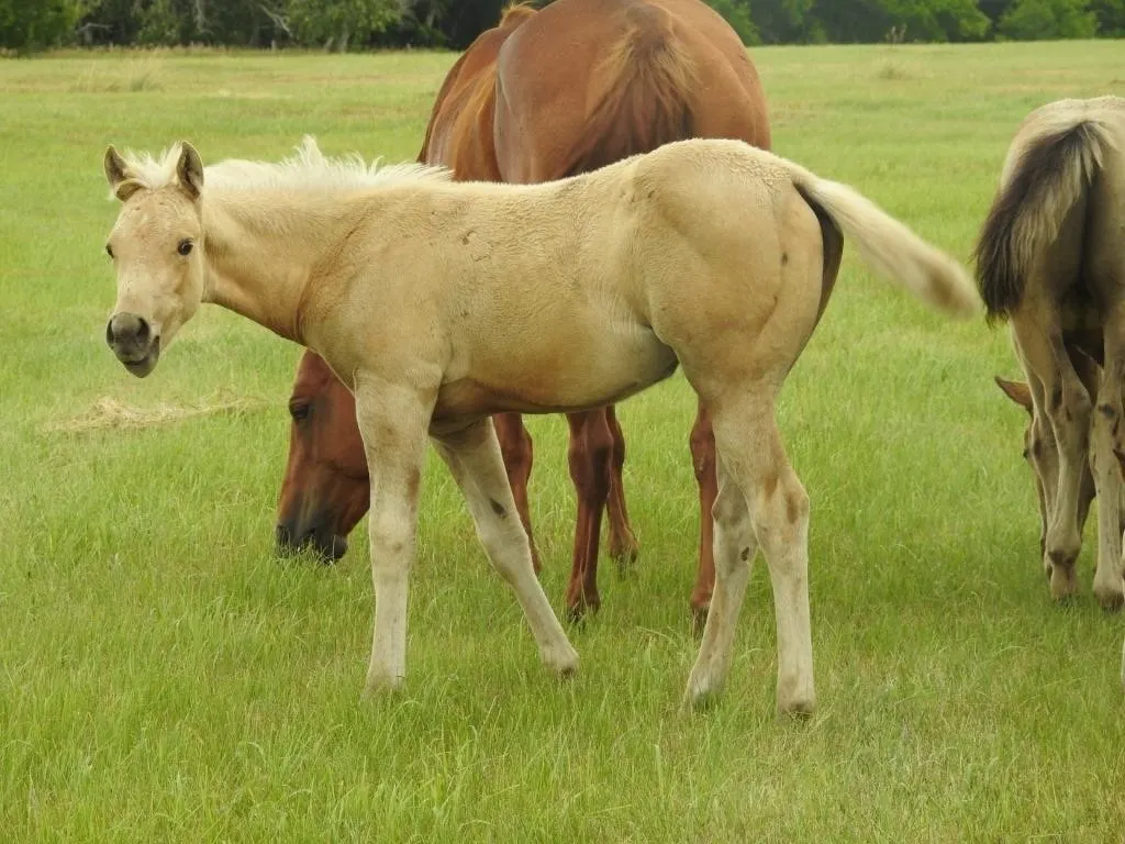 DF FROST CAT 2026 AQHA PALOMINO FILLY