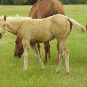 DF FROST CAT 2026 AQHA PALOMINO FILLY