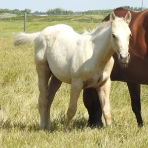 DF RUNNIN TUFF 2026 AQHA PALOMINO COLT