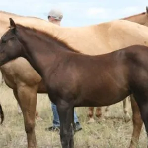DCF HICKORY BOON 2026 AQHA CHESTNUT FILLY