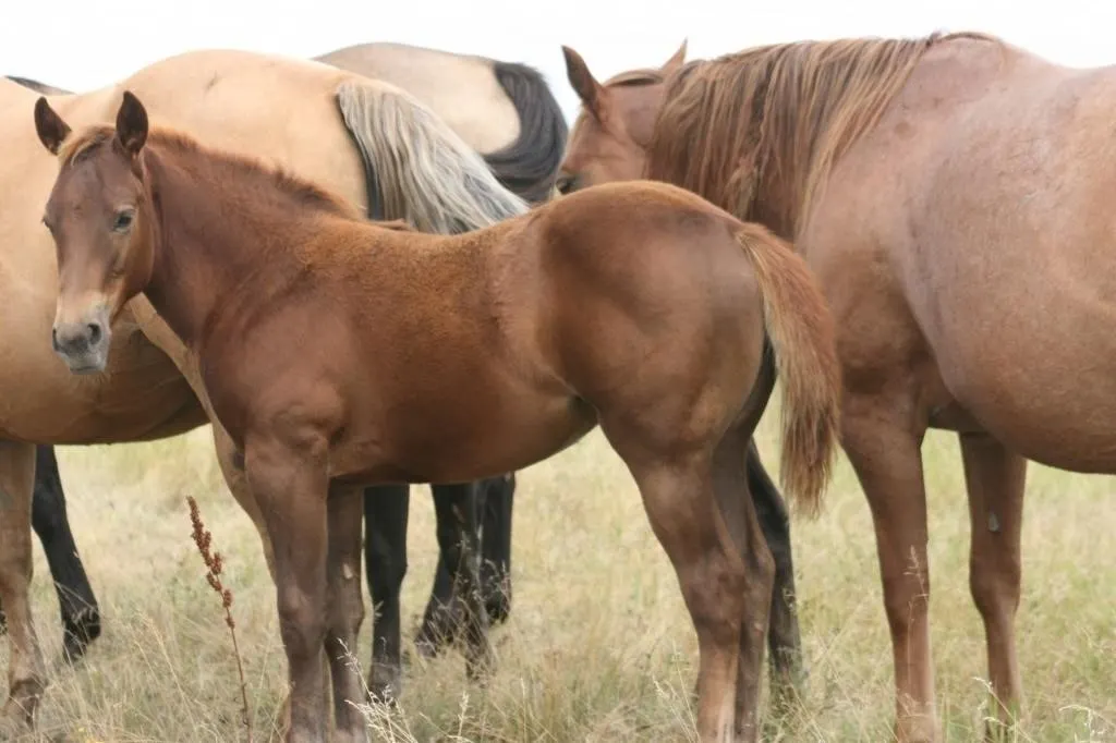 DCF SLY LOOKIN LADY 2026 AQHA/APHA SORREL FILLY