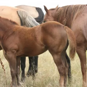 DCF SLY LOOKIN LADY 2026 AQHA/APHA SORREL FILLY