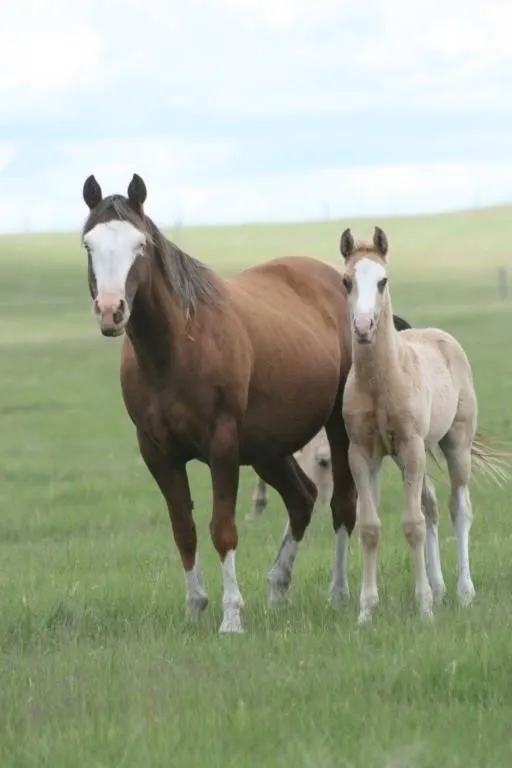 DCF CHEERS LIL GUN 2026 APHA PALOMINO OVERO COLT