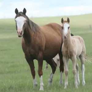 DCF CHEERS LIL GUN 2026 APHA PALOMINO OVERO COLT
