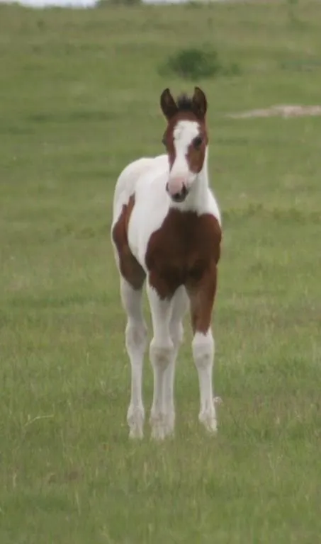 DCF LEO 2026 APHA BAY TOVERO COLT