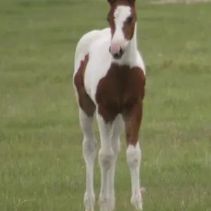 DCF LEO 2026 APHA BAY TOVERO COLT