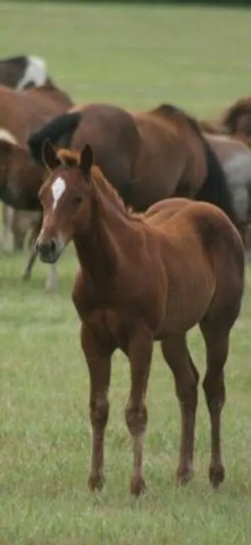 DCF MARSALA CORONA 2026 AQHA SORREL COLT