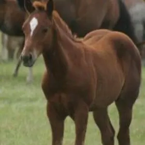 DCF MARSALA CORONA 2026 AQHA SORREL COLT