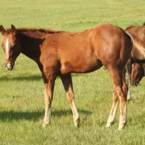 DCF BITOPEPNMYFROSTY 2026 AQHA SORREL COLT