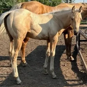 DCF SUNUP SUN FROST 2026 AQHA PALOMINO COLT