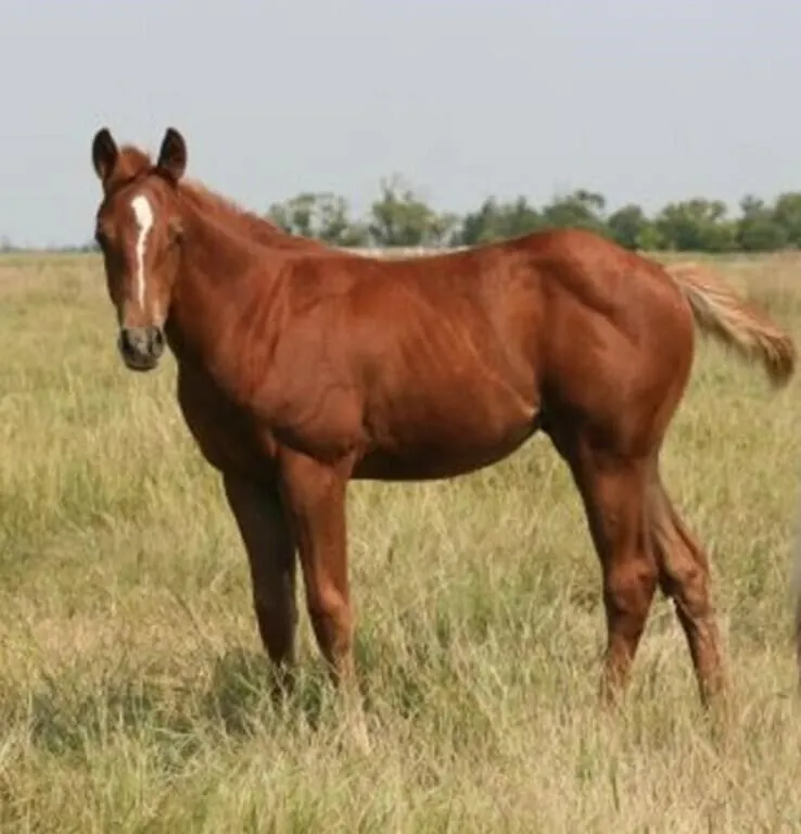 DF NO MORE MAGIC 2026 AQHA SORREL FILLY
