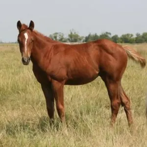 DF NO MORE MAGIC 2026 AQHA SORREL FILLY