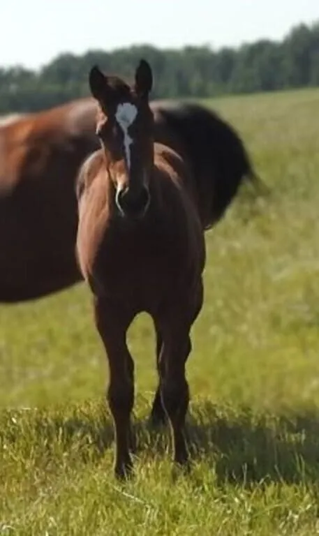 DF DARK FROST 2026 AQHA BAY FILLY