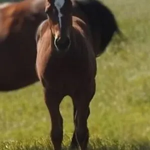 DF DARK FROST 2026 AQHA BAY FILLY