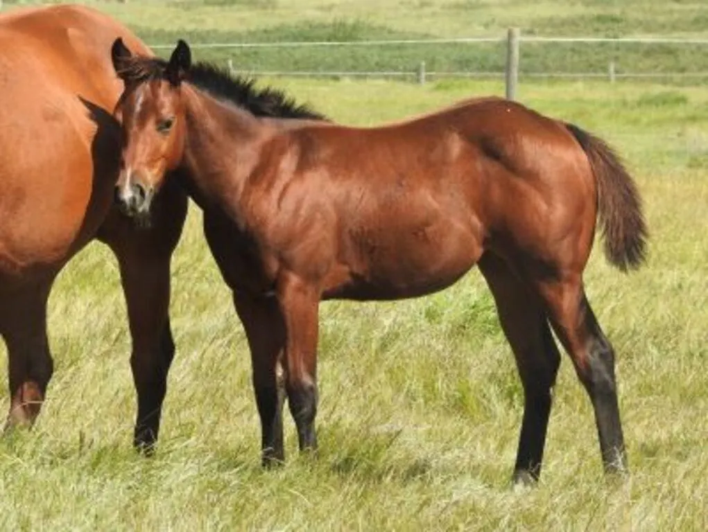 DF BESTIME WHISKEY 2026 AQHA BAY FILLY