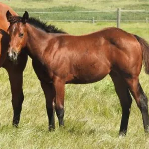 DF BESTIME WHISKEY 2026 AQHA BAY FILLY