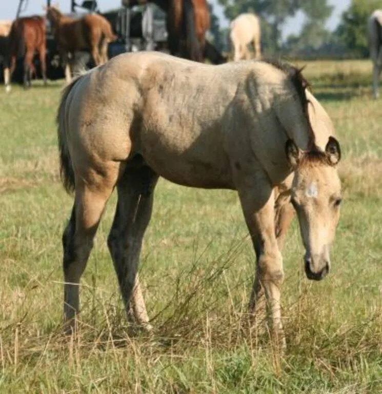 DF DBLE THE FIRE 2026 AQHA BUCKSKIN COLT