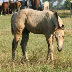 DF DBLE THE FIRE 2026 AQHA BUCKSKIN COLT