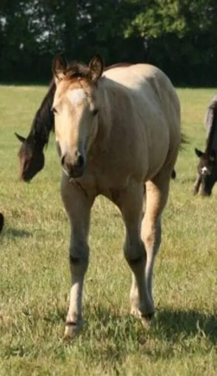 DF CANT STOP WHISKEY 2026 AQHA BUCKSKIN COLT