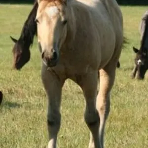DF CANT STOP WHISKEY 2026 AQHA BUCKSKIN COLT