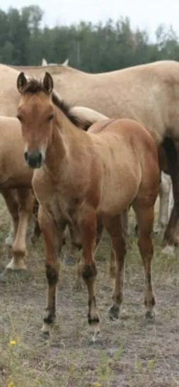 DCF HOTROD LADY 2026 AQHA DUN FILLY