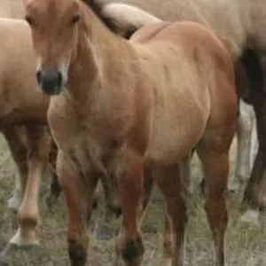 DCF HOTROD LADY 2026 AQHA DUN FILLY