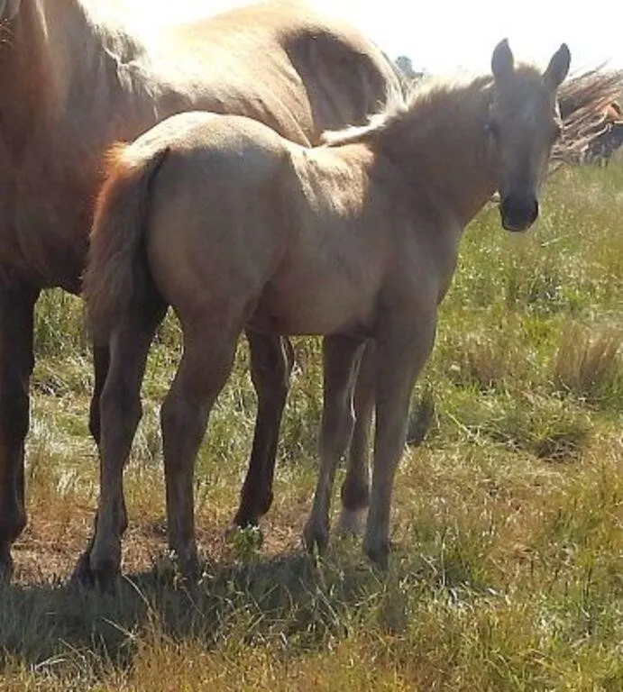 DF LOOKIN LIKE GOLD 2026 AQHA PALOMINO FILLY